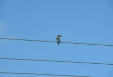 Blue Bird 青鸟 VPN 怎么样?真实用户评价-节点狗