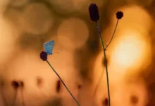 折花令机场测评：低调小众机场、VLESS 中转机场-节点狗